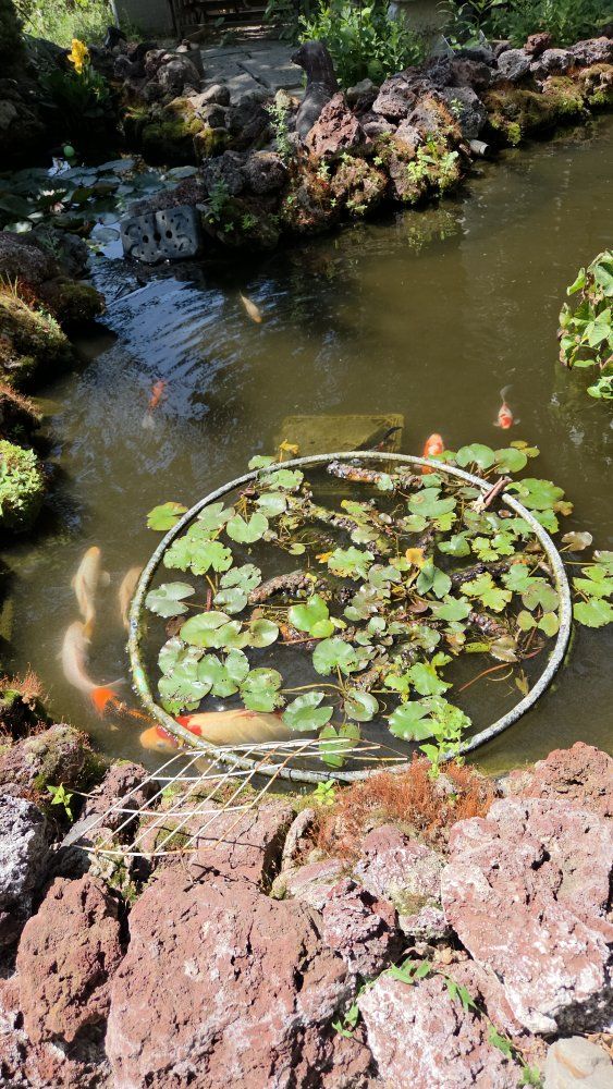Beautiful Water Lilies for Pond or Water Feature - Live Plants