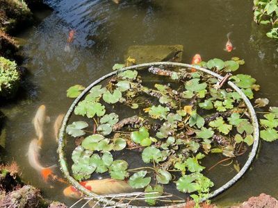 Beautiful Water Lilies for Pond or Water Feature - Live Plants