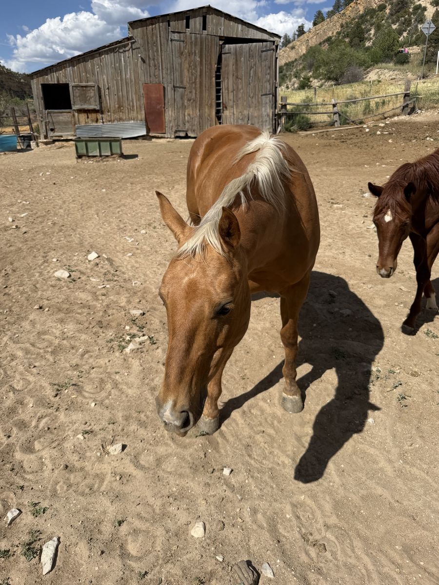 12 year old kid horse