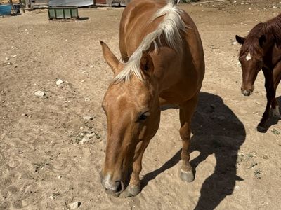 12 year old kid horse