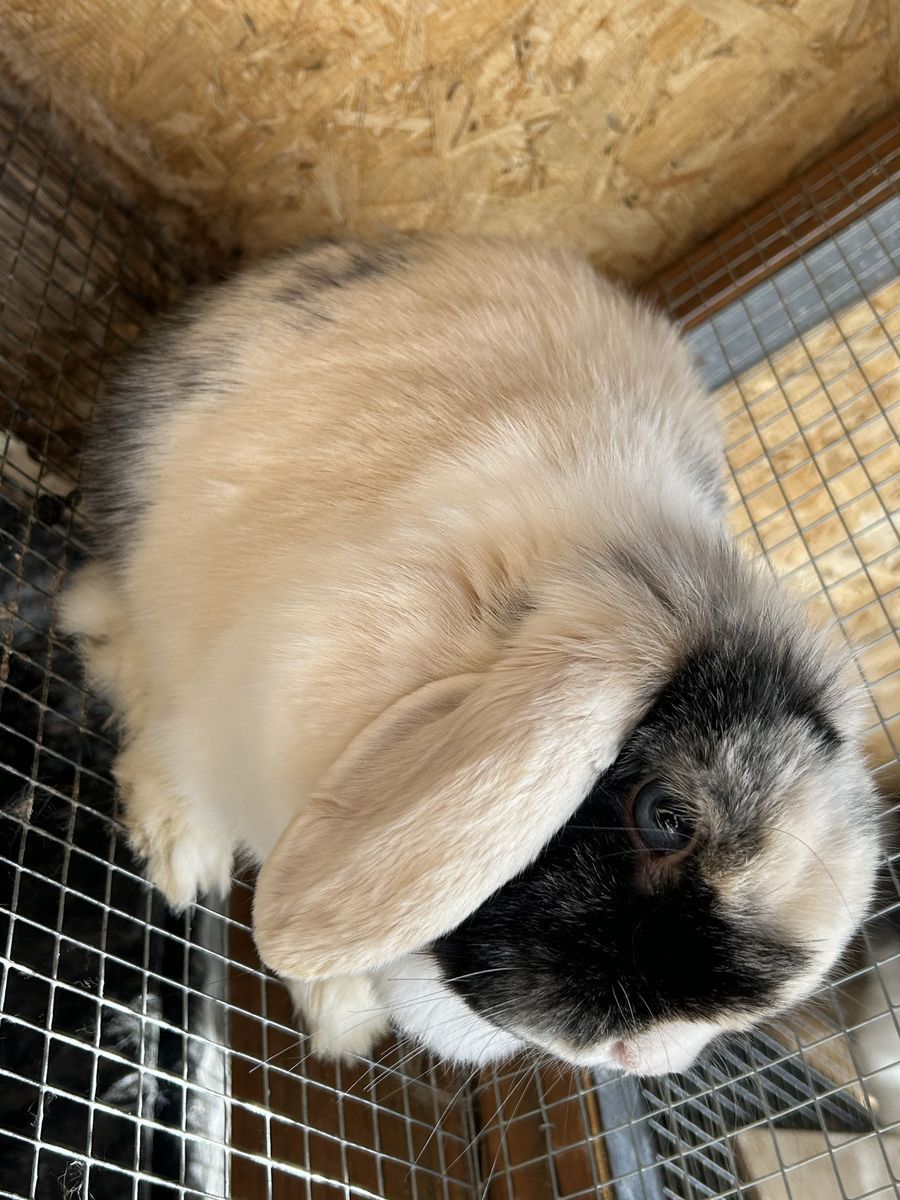 Purebred Holland Lop Doe (Marbled Eyes) – Sweet & Playful