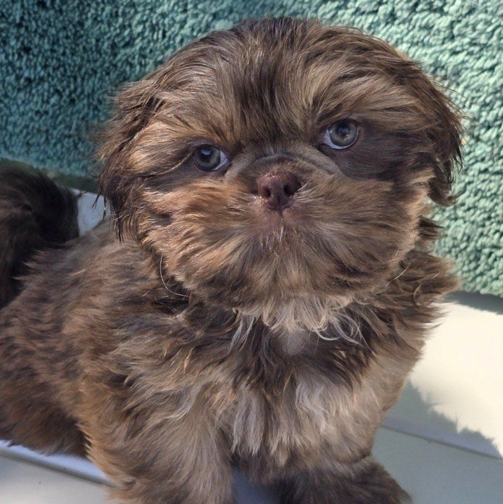 Beautiful imperial shih tzu