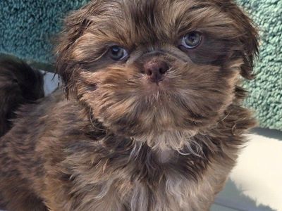 Beautiful imperial shih tzu