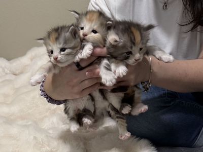 Maine Coon Kittens
