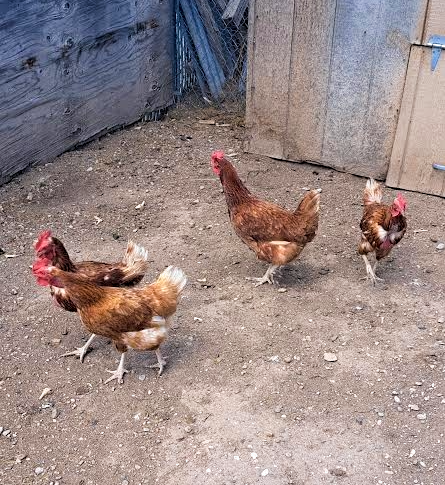 Chickens for sale