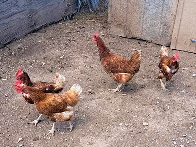Chickens for sale