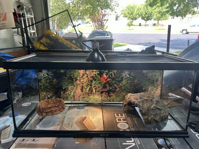Reptile set up
