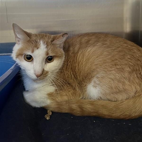 Hello my name is Lollypop