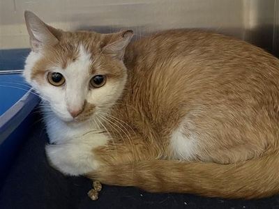 Hello my name is Lollypop