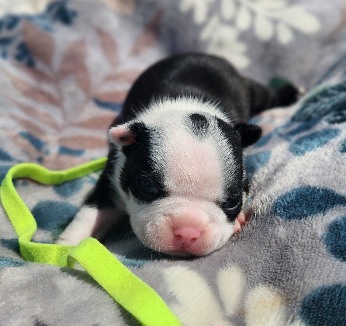 Adorable Boston Terrier Puppy - Black & White, Male/Female available