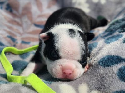 Adorable Boston Terrier Puppy - Black & White, Male/Female available
