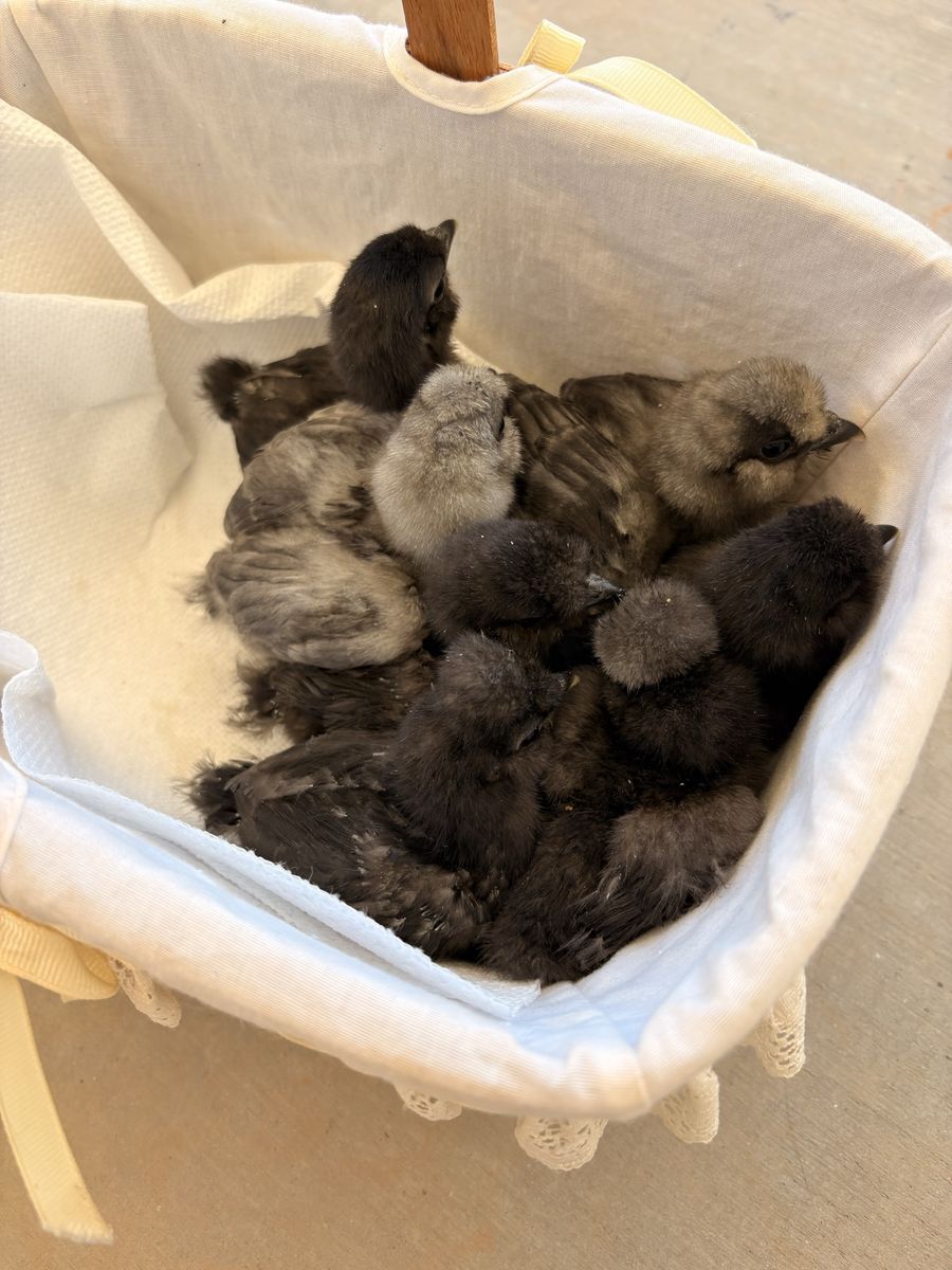 Silkie chicks