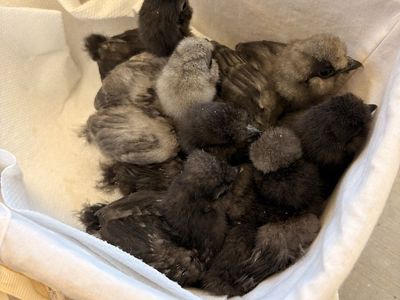 Silkie chicks