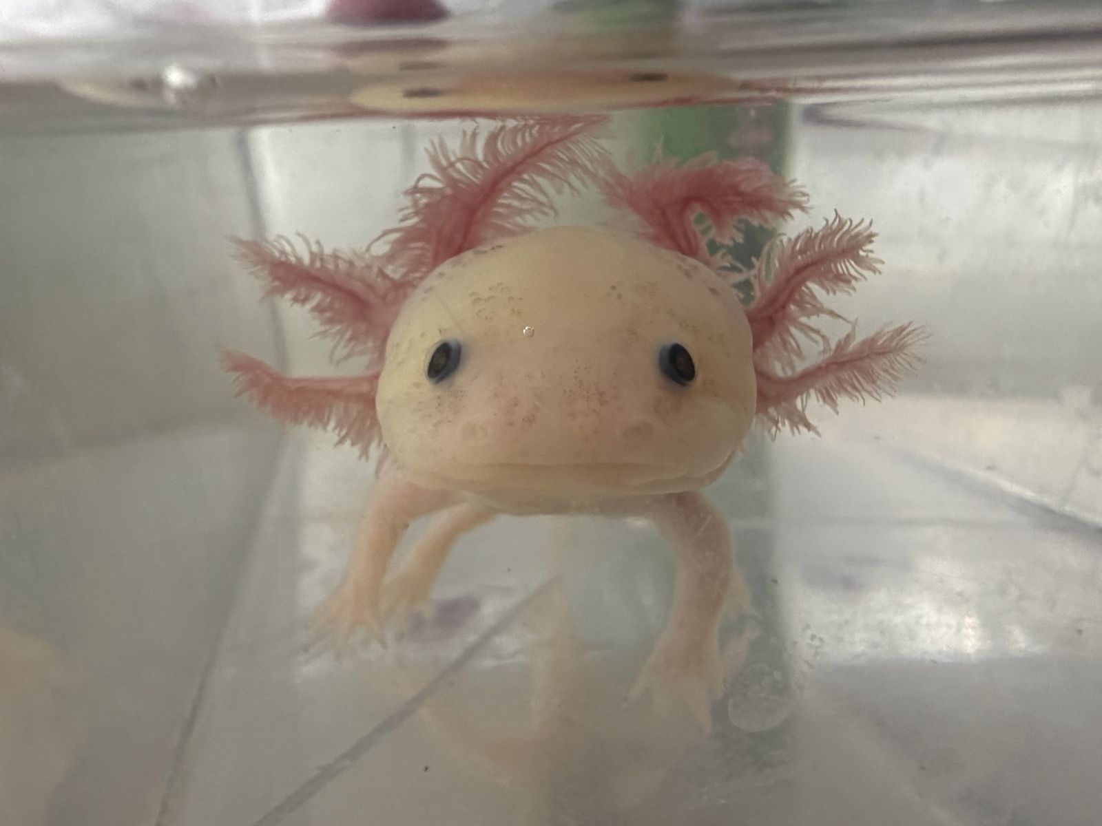GFP Leucistic Axolotl — “Flamingo” — 6 Months Old — Ogden Area