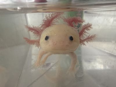 GFP Leucistic Axolotl — “Flamingo” — 6 Months Old — Ogden Area