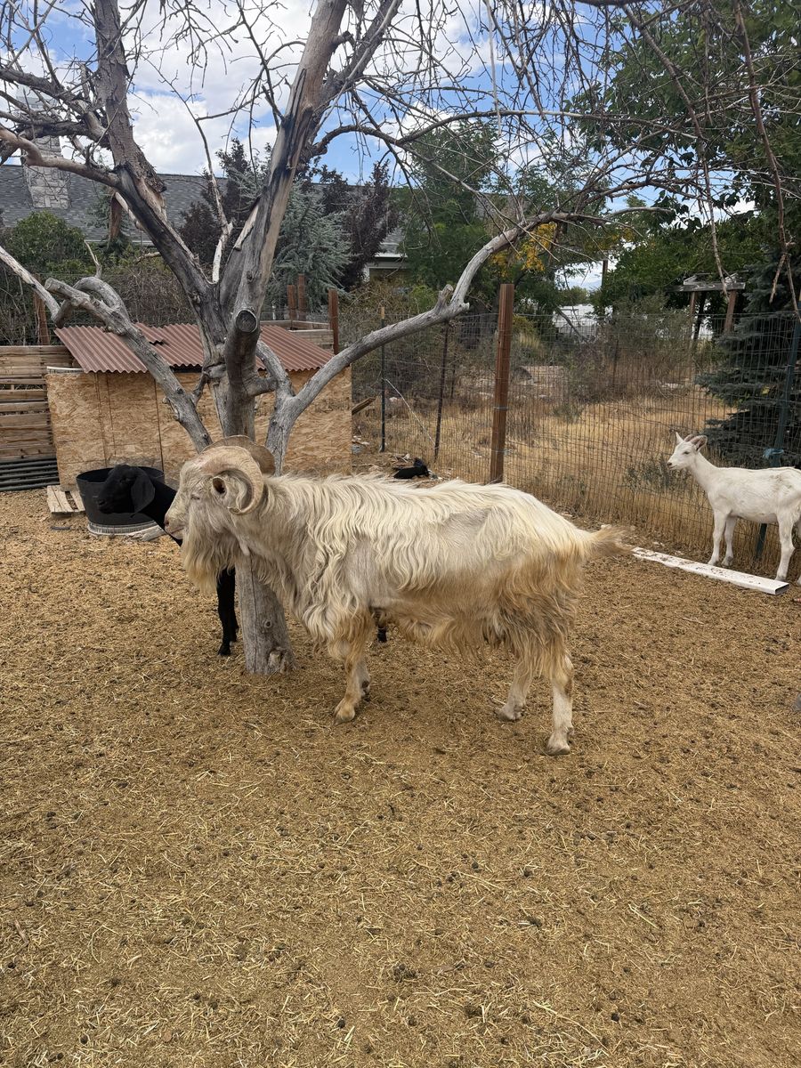Purebred Saanan buck 