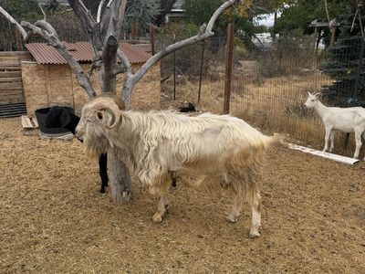 Purebred Saanan buck