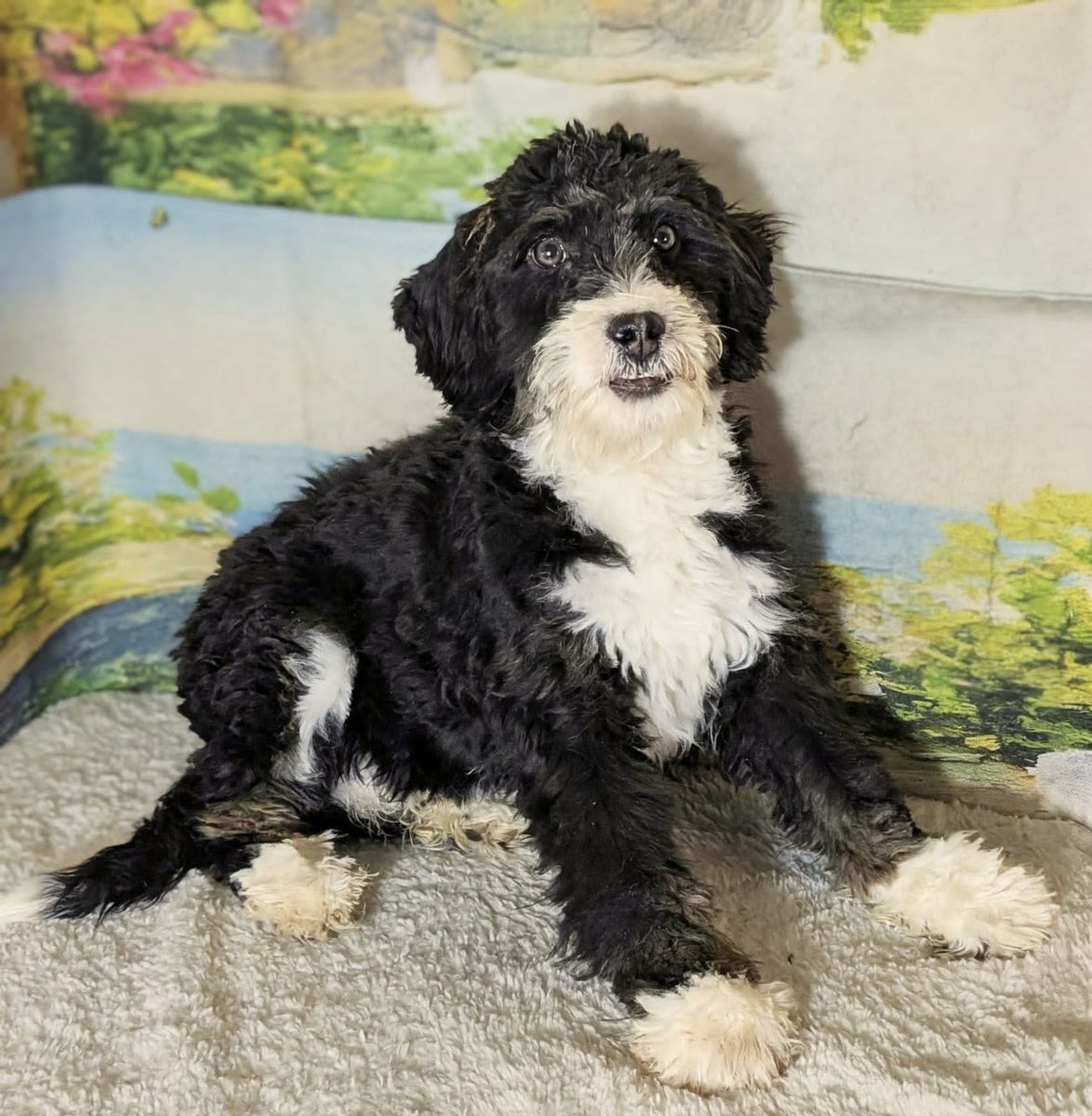 Boy Panda - Tricolor Mini Medium Bernedoodle $1000