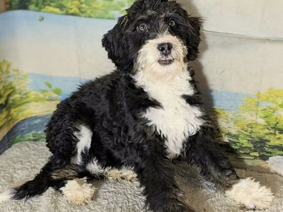Boy Panda - Tricolor Mini Medium Bernedoodle $1000