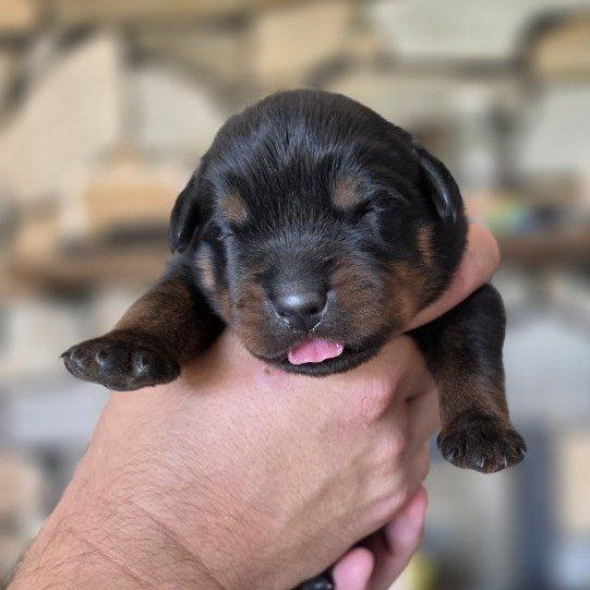 #1 Rated AKC German Rottweiler Puppies