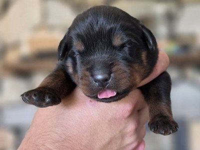 #1 Rated AKC German Rottweiler Puppies