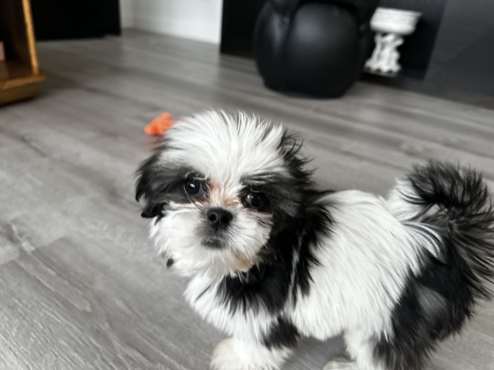 Rehome for Shih Tzu