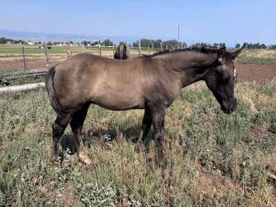 Grulla Colt