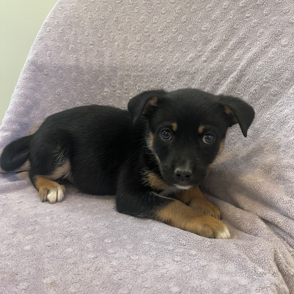 Hello my name is Pop Rock