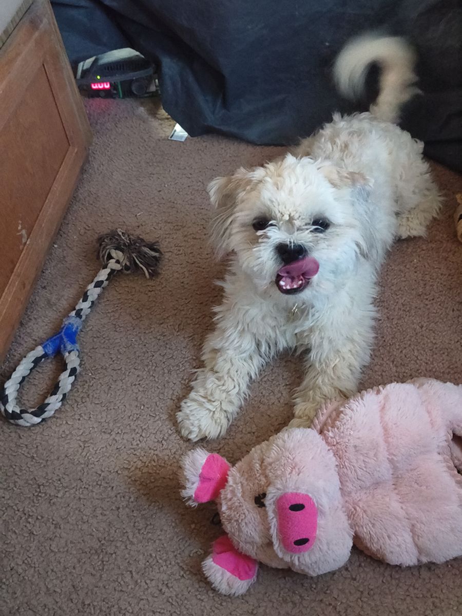 Free puppy to good home
