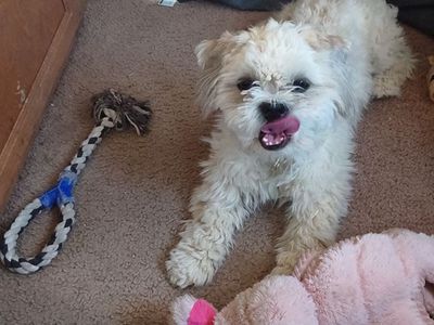 Free puppy to good home