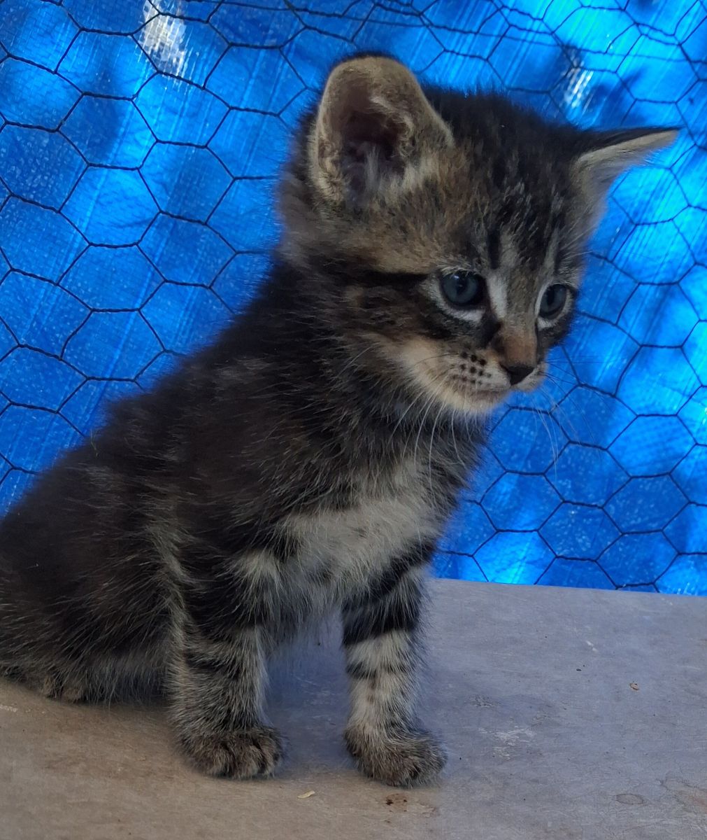 Kittens
