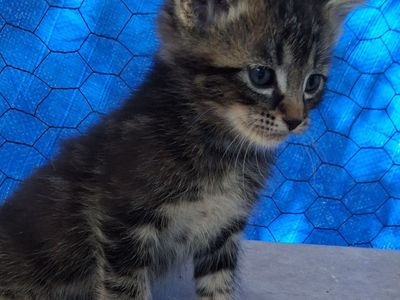 Kittens
