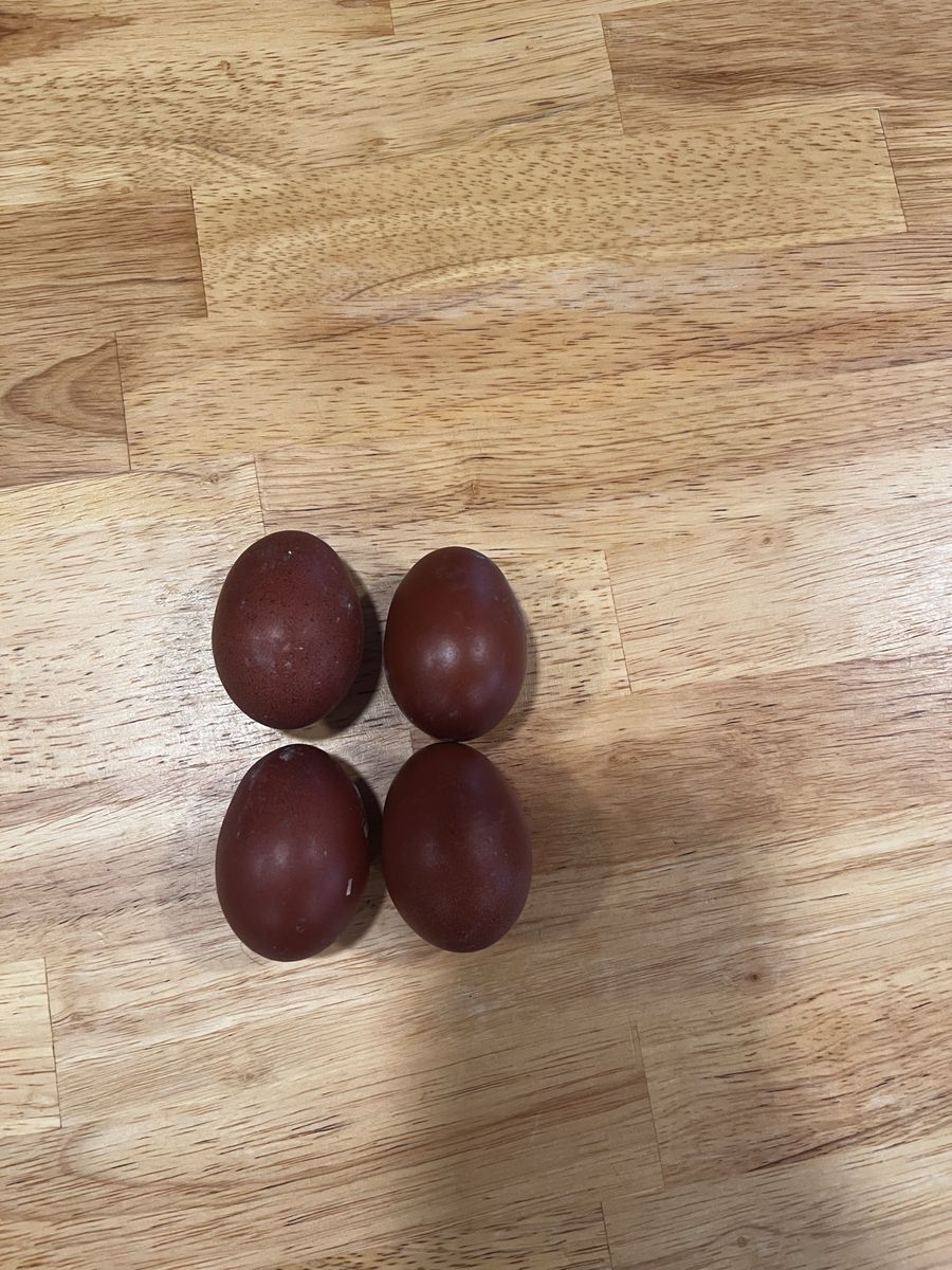 Black copper maran chicks