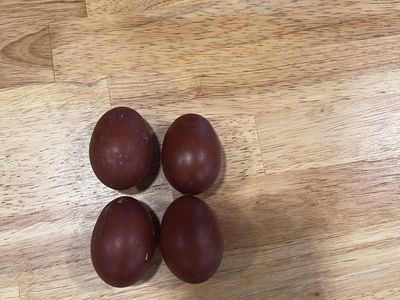 Black copper maran chicks