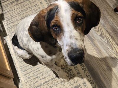 10 mon old Blue Tick Coonhound