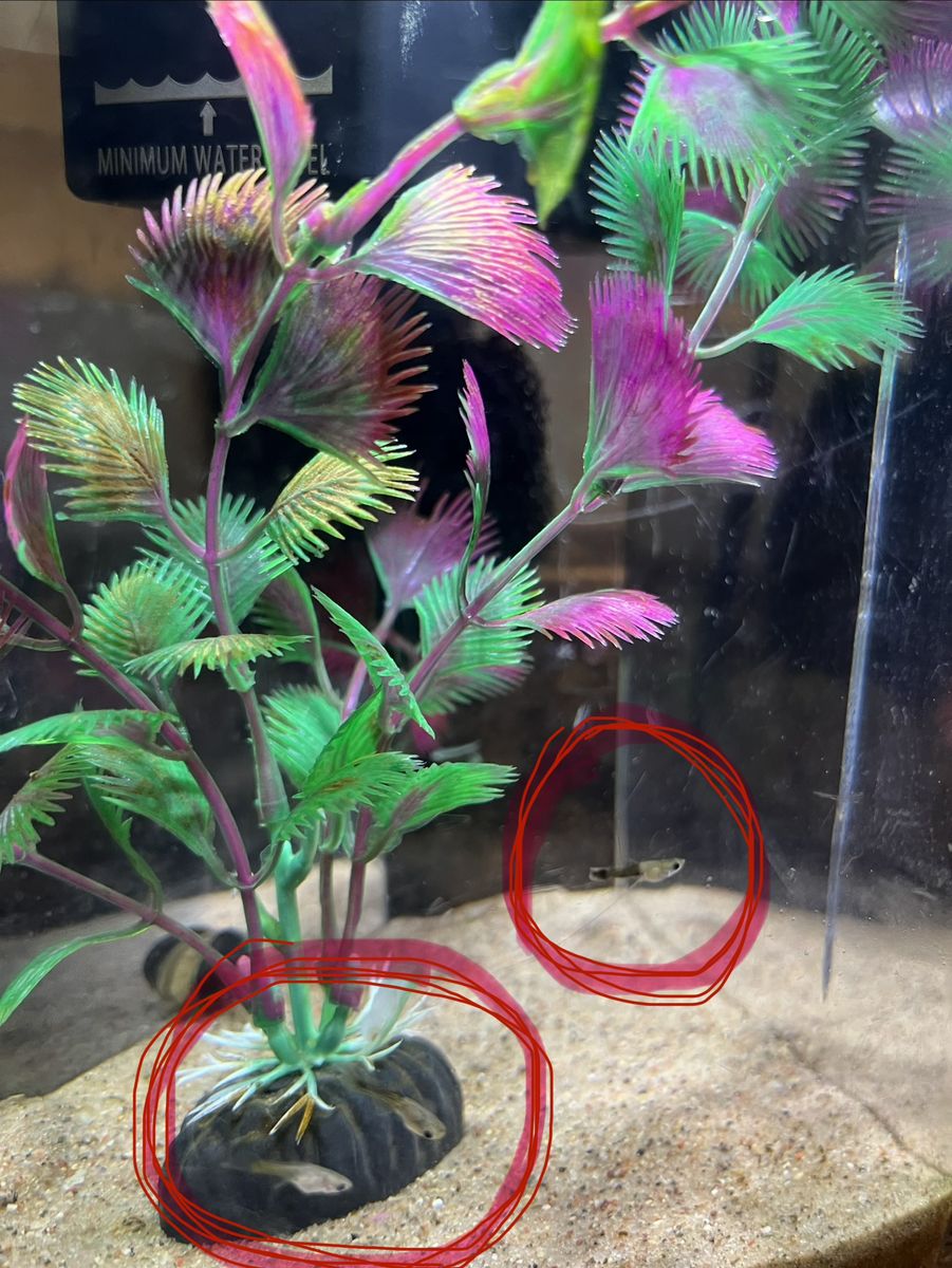 Healthy Baby Guppy Fry