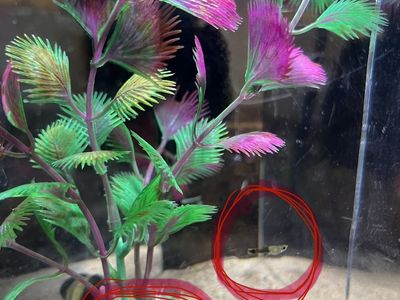 Healthy Baby Guppy Fry