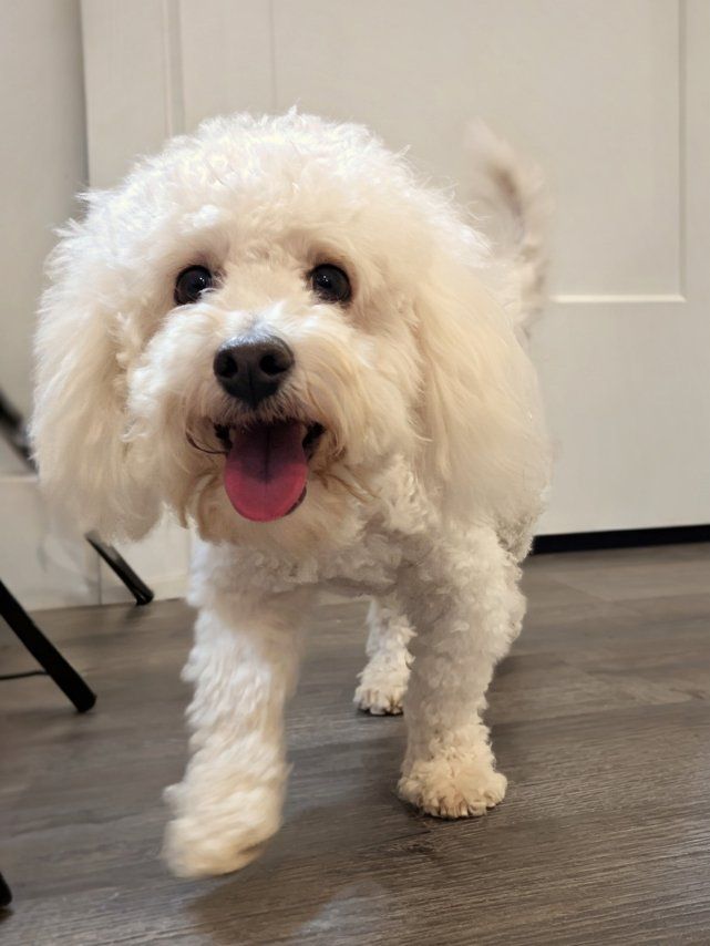 Sweet Toy Labradoodle Male, 10lbs, Neutered