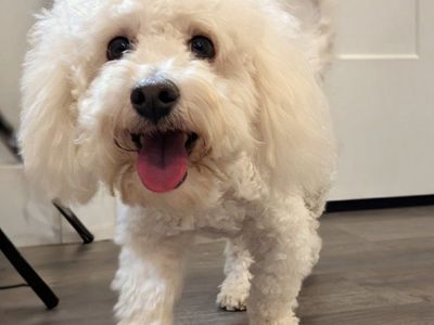 Sweet Toy Labradoodle Male, 10lbs, Neutered