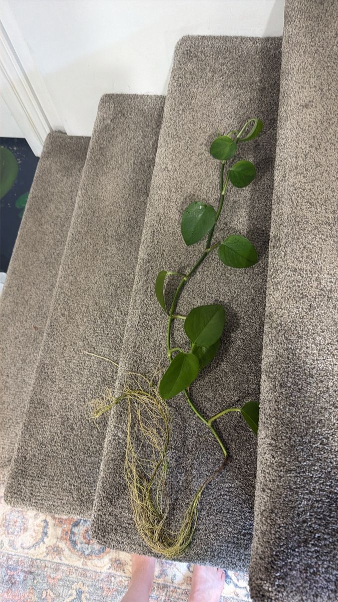 Live Rooted Pothos Plant Cuttings with Long Vines