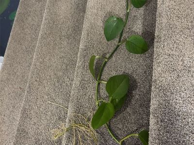 Live Rooted Pothos Plant Cuttings with Long Vines