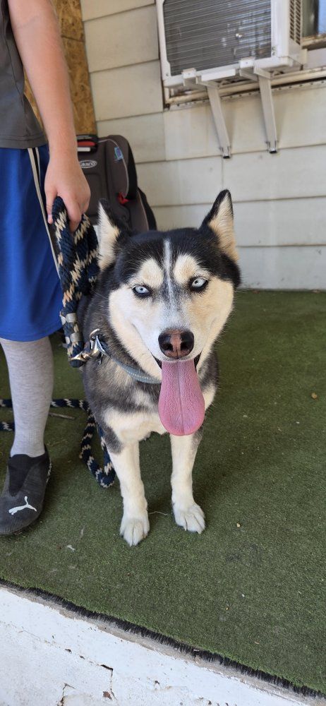 Alaskan Klee Kai Miniature Husky Dog - Blue Eyes, Female, Black & Tan Coat