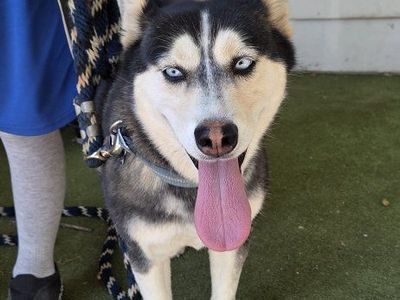 Alaskan Klee Kai Miniature Husky Dog - Blue Eyes, Female, Black & Tan Coat
