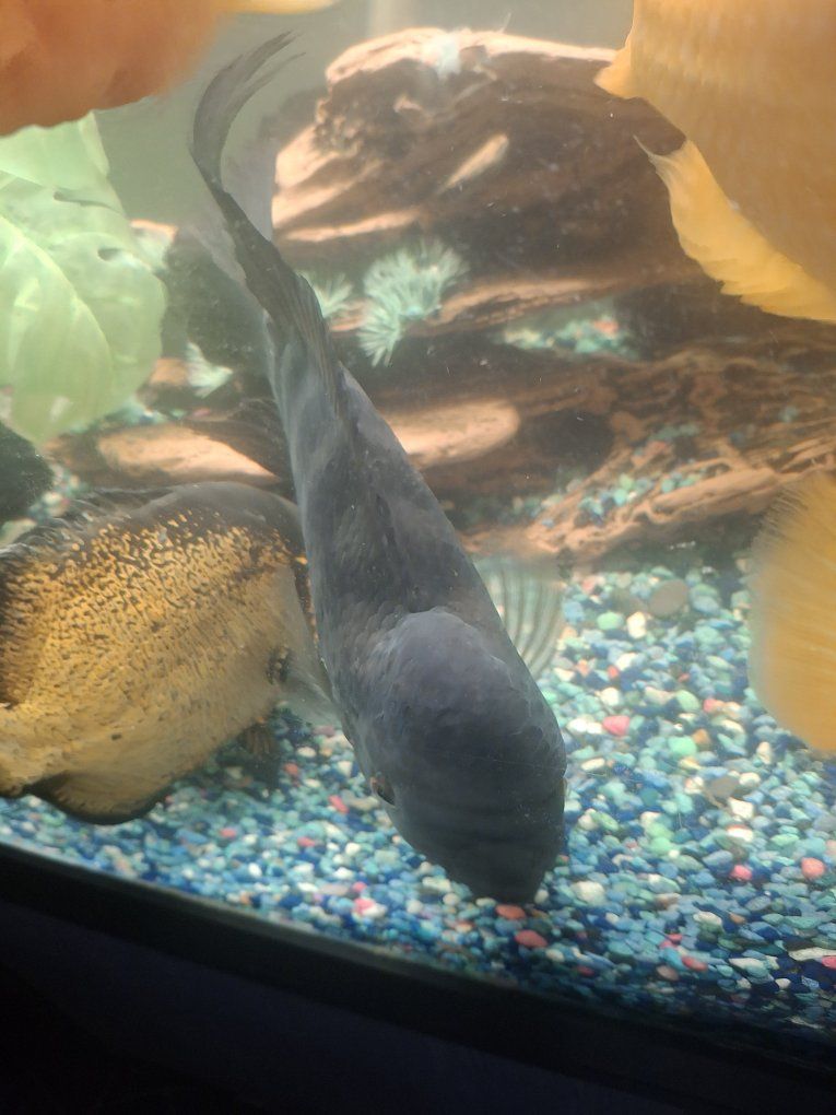 choncho cichlids