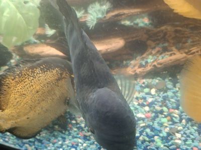 choncho cichlids