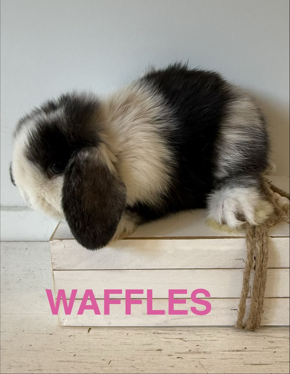 Adorable Holland Lop Bunnies Bunny For Sale - Multiple Colors Available