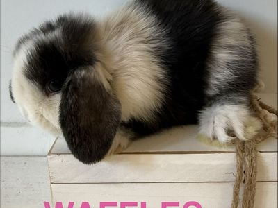 Adorable Holland Lop Bunnies Bunny For Sale - Multiple Colors Available