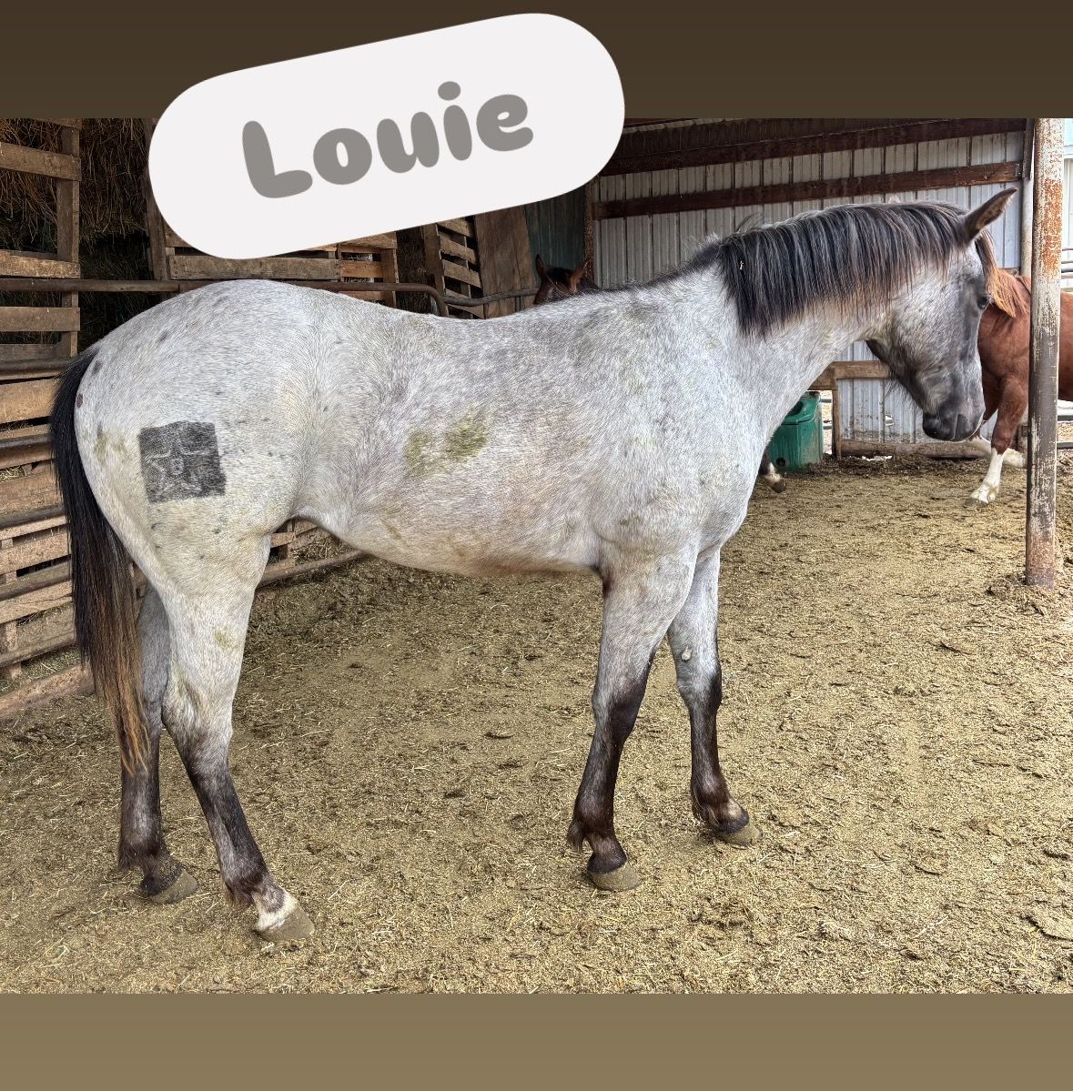 2024 Grey AQHA Gelded Colt "Louie"