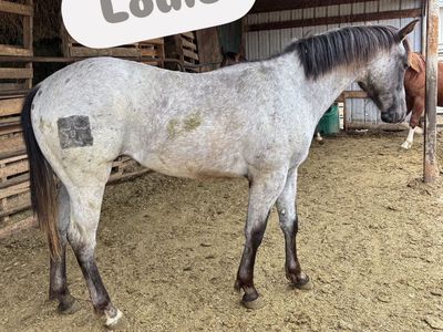 2024 Grey AQHA Gelded Colt "Louie"