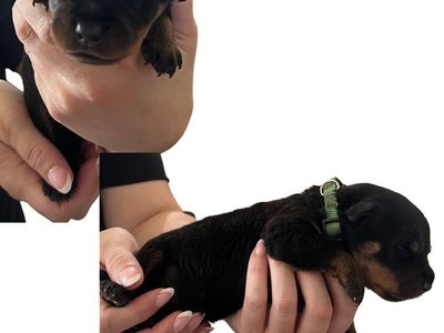 Rottweiler Puppies